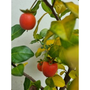 [다온야생화] C5382 노아시 (15cm) [동일품], 1개
