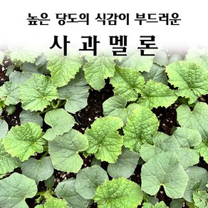 [모종심는아빠] 사과의 외관으로 아삭하고 당도높은 사과멜론 모종, 3개