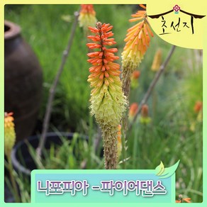 [초선지] 니포피아 파이어댄스 Kniphofia Fie Dance 야생화, 1개