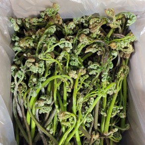 [오늘의채소] 자연산 생 고사리 3kg, 1박스