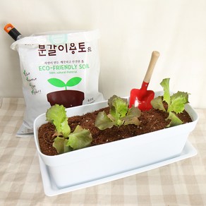 갑조네 상추모종 텃밭세트, 01.꽃상추(3개), 오스모+뚝+이름표(대)+용토(10L)+깔망, 밤색미니초화박스(대)+받침, 1개