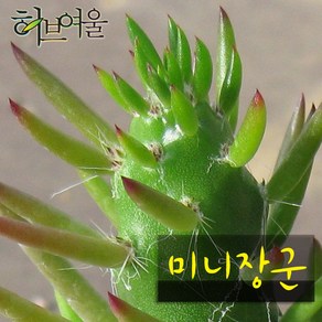 [허브여울선인장] 미니장군 지름 9cm 소품화분, 1개