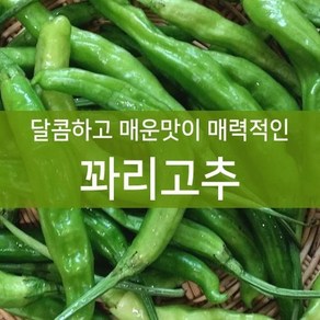 달콤하고 매운맛이 매력적인 꽈리고추 상 (2kg), 1개, 2kg