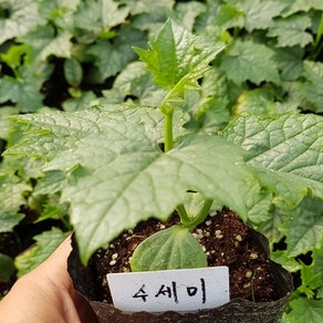 [모종모종]수세미 모종(미세먼지로부터 인간을 지키는 수새미)쑤세미