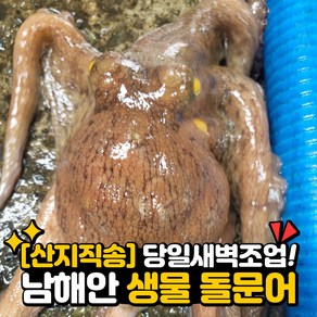 [당일새벽조업] 남해안 자연산 생물 돌문어 1kg (1-3미) 산지직송