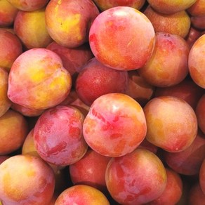 [우연팜] 제철과일 새콤달콤 경북 자두, 1개, 자두 소과 1kg