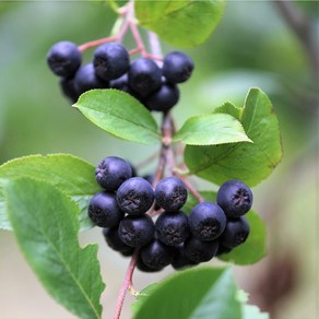 아로니아 블랙초크베리 포트묘 5주 묶음, 아로니아 블랙초크베리 5주 묶음, 1개