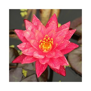 수련(한대수련) 물방울무늬 뿌리1개, 1개