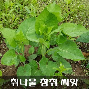 [해피플라워] 취나물 참취 씨앗 1g(500립) / 봄 여름 가을 파종 산채 종자, 1개