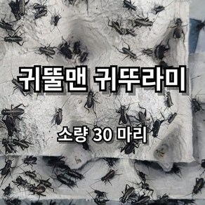 [귀뚤맨] 쌍별 귀뚜라미 소량 귀뚜라미 파충류 양서류 먹이 30마리