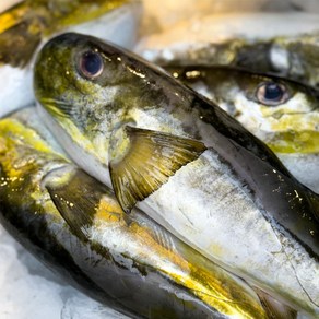 국내산 동해안 밀복 은복 복어 껍질 손질 2kg 복어맛집 복지리 효능, 1개, 은복 2kg