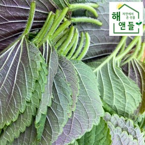 산지직송 당일수확 깻잎 1kg 2kg 묶음 경남 밀양, 깻잎 2kg 20매단위 50묶음(약1000매), 50개