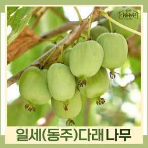 일세다래 6치포트 나무 묘목 (1주) 다승농원, 1개