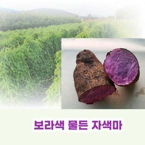 친환경 유기농 자색마 열대둥근마 [산지직송] 혼합1kg 2kg 3kg 5kg, 상품, 1kg