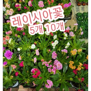 레이시아꽃 5개 10개/파스텔화사한 꽃색깔이 참으로 고운 레이시아, 10개