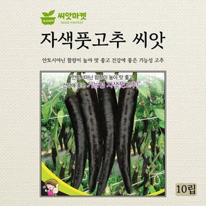 세계종묘 자색풋고추 씨앗 10립, 1개