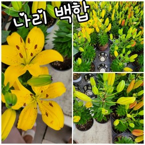 백합 나리 노랑 주황 001특 랜덤 공기정화식물/미세먼지/공기정화효과 공기정화식물, 1개