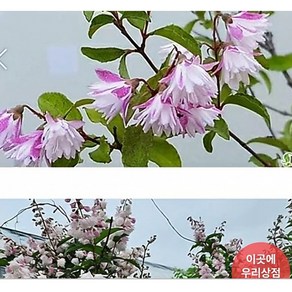 만첩빈도리.연분홍, 1개