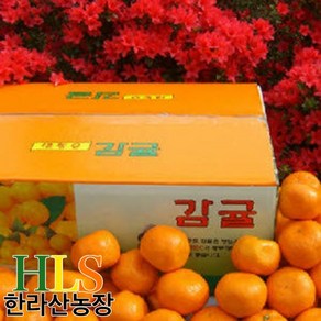 한라산농장 첫수확 고당도 감귤, 1개, 03.귤 5kg 소중과 S