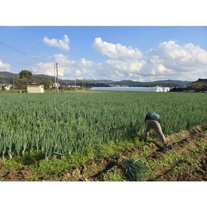 생산자 직접배송 국내산 품질좋은 흙대파 1Kg [원산지:국산(경상북도 경주시)], 1세트