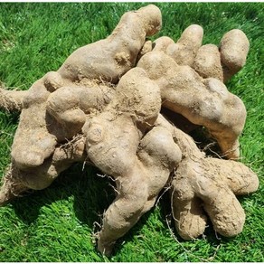 산마 주먹마 2kg 알뜰 실속형