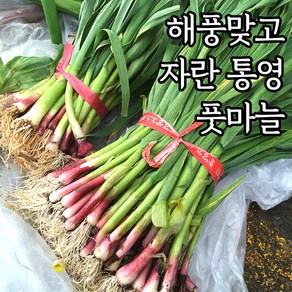 산지직송 통영 비진도 풋마늘 잎마늘 1kg