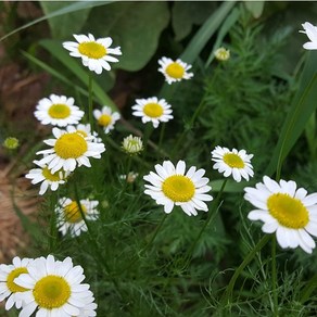 저먼 캐모마일씨앗(Geman Chamomile) 100립(일반종), 1개