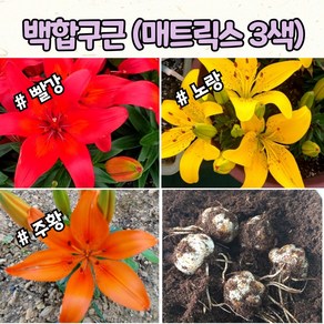 백합 매트릭스 구근 3종 키작은 백합 노지월동, 1세트, 빨강 2개