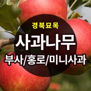 [경북농원] 사과나무묘목 이중접목 특묘 (부사/홍로/시나노골드/미니사과), 부사  이중접목  중묘