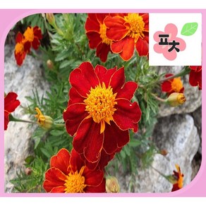 프렌치 메리골드 씨앗(100립) -만수국 종자씨앗 꽃씨앗 채소씨앗 구근식물 야생화 약초 포천매화동농장 씨앗모음, 1개