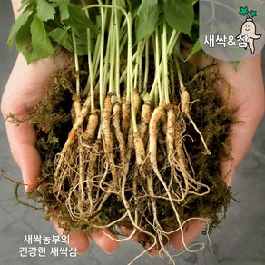 새싹삼 미니 50뿌리(약15cm), 1개