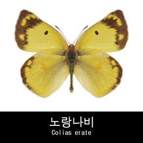 나비표본 노랑나비 Colias eate