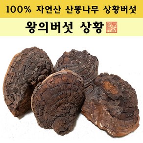 [왕의버섯 상황] 면역력 향상 100% 자연산 최상품 산뽕나무 상황버섯 캄보디아 상황버섯 신년 설날 면역력 효도 건강 버섯 선물