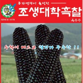 [가람종묘사] 조생대학흑찰옥수수 씨앗(수확이 빠르고 찰기가 우수한 흑찰옥수수 품종), 1개