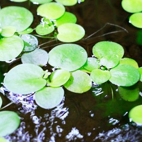 (수초) 아마존 프로그비트 (5뿌리), 1개