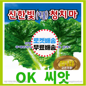 [OK씨앗] [신한빛청치마여름상추(봄 여름 가을)] 상추씨앗 종자(오케이씨앗), 1개