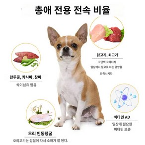 왕 아빠 전용 치와와 정가 개 주식 강아지 성견 소형견 2.5kg