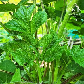 [웰굿] 산지직송 강원도 봄나물 생 어수리 나물 500g