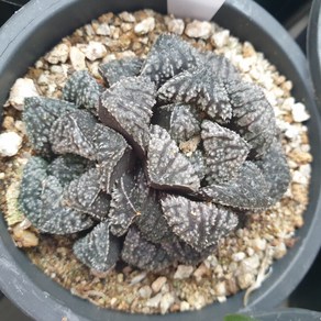 [수암다육] 블루다이아몬드 랜덤발송 Haworthia 'Blue Diamond' 랜덤발송 다육 다육이 다육식물 583