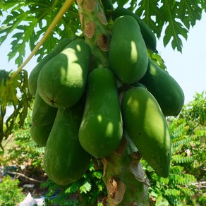 그린파파야 국내산 생파파야 400-600g 쏨땀 papaya du du 동남아 식재료