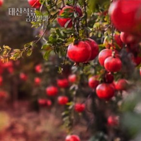 석류나무 태산석류 묘목(삽목2년) 금강원예, 삽목2년(1주), 1개