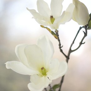 80cm 매그놀리아 조화꽃가지, 퍼플