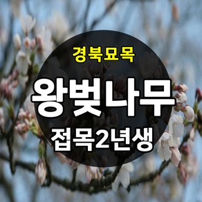 [경북농원] 왕벚나무묘목 겹벚 접목 2년생, 벚나무, 1개, 왕벚나무묘목 수고 1.8M이상 2년생 상묘