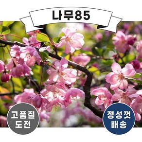 (나무85) 서부해당화 접목1년, 1개