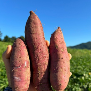 달콤한 꿀고구마 최상품 여주 해남 프리미엄 (사이즈혼합), 1박스, 고구마(혼합)10kg