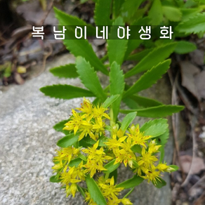 백두산 애기기린초 [4포트 복남이네야생화 모종 노지월동 다육이 바위솔 세덤 다육식물], 4개