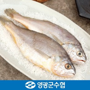 [1+1] 영광군수협 법성포 국내산 굴비 지퍼백포장 20마리x2세트(총 40마리)