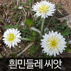 흰민들레 씨앗 민들레 종자 야생화 꽃씨 토종 100알