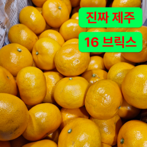 [농장직접운영] 제주 산지직송 꿀 카라향, 1박스, 5kg (소과)
