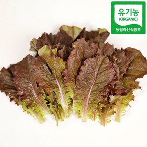 유기농 적상추 산지 직송, 1박스, 1kg